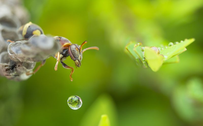 #macro#wasp#waterbubble#reflection#colors Wasp 170721Aphoto preview