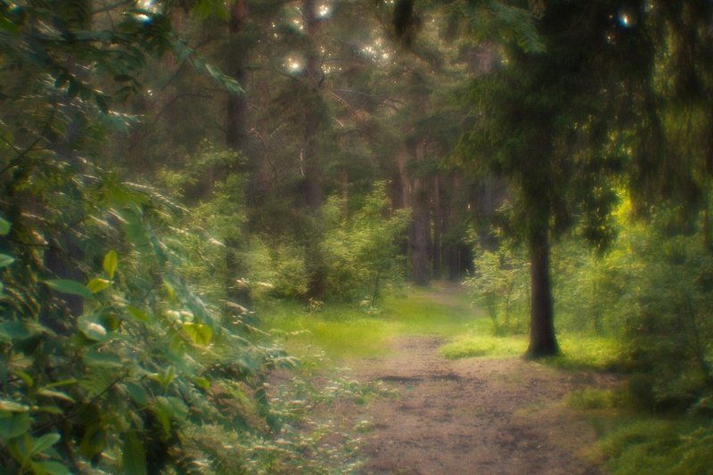 фото, природа, лес, монокль, пикториализм, дубна, россия После дождяphoto preview