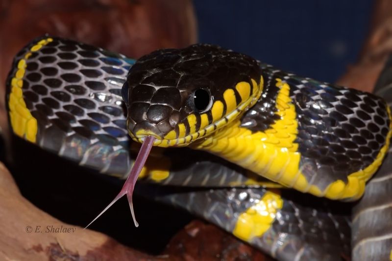 reptilia,рептилия,змея,мангровая змея,boiga dendrophila, snake, Мангровая змеяphoto preview