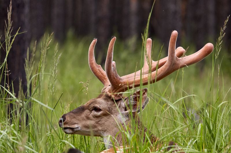 животные, анималистика, олень, пятнистый олень  Такой вот портрет photo preview