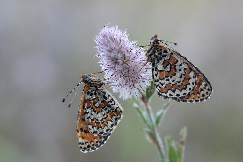 шашечница, бабочка, клевер, утро Утром на клевереphoto preview
