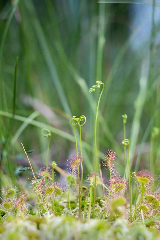 росянка, макро,растение,гелиос Тихий убийцаphoto preview