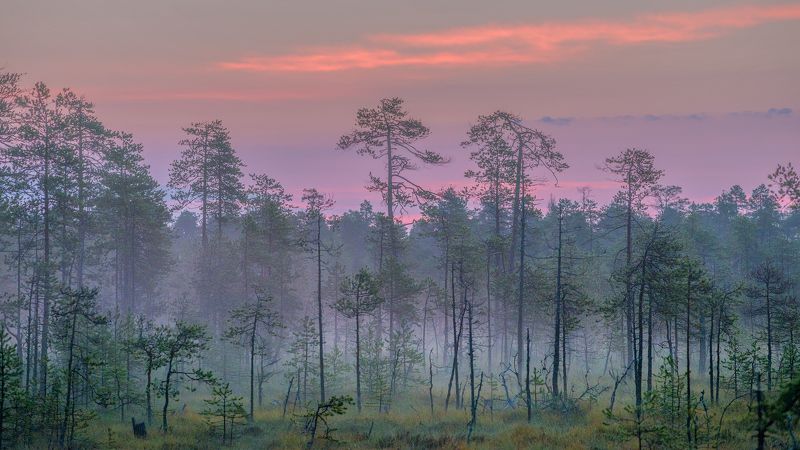 карелия, рассвет, север, туман *photo preview