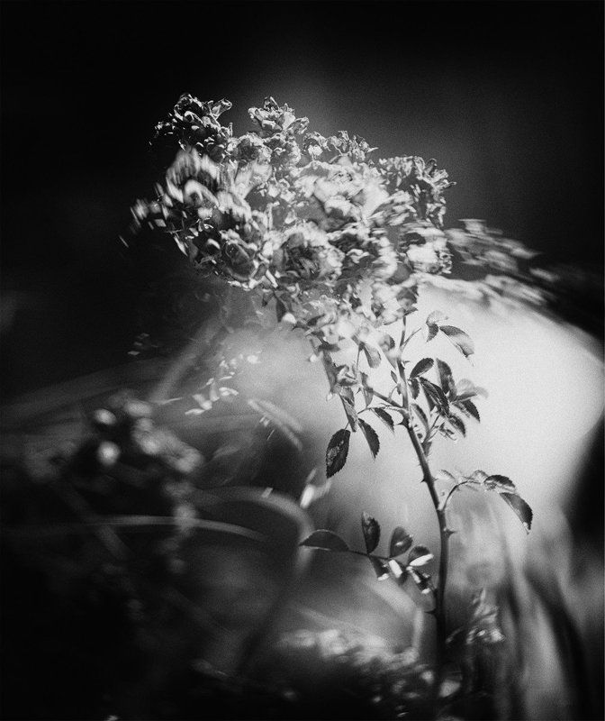 цветы, настроение, свет *** фото превью