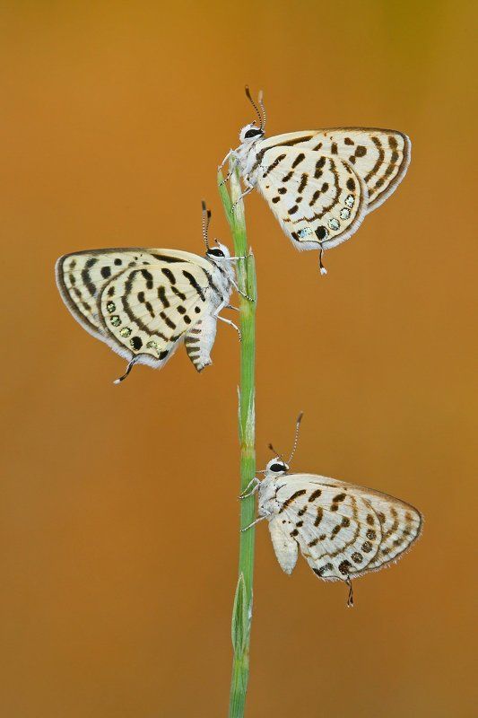 little,tiger,blue,butterfly,macro,nature,northcyprus,cyprus Triplephoto preview