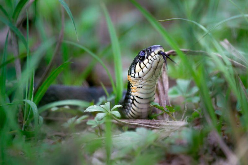 Ужик...photo preview