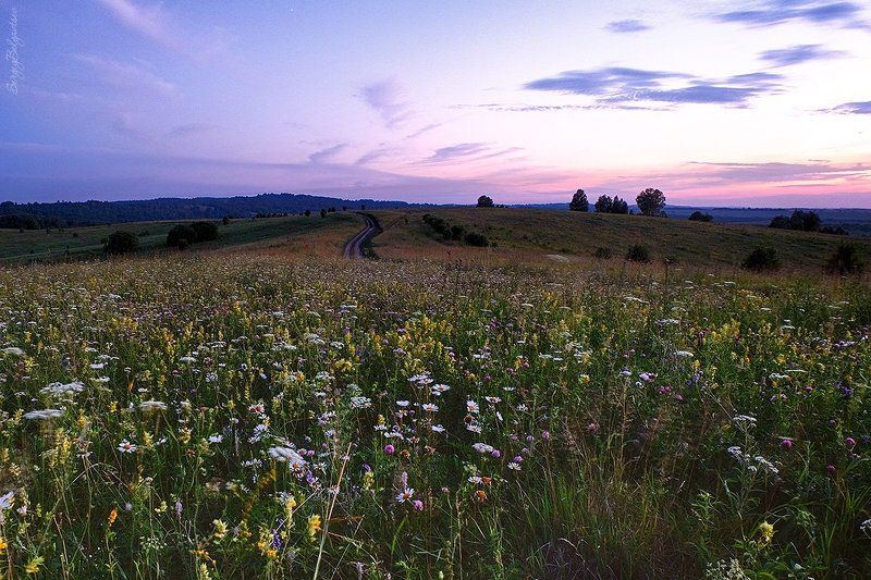 fujifilm, x-m1, fujinon 16-50mm f/3.5-5.6, поляна, закат, вечер, небо, лес, тайга, цветы, трава, ромашки, hdr * * *photo preview