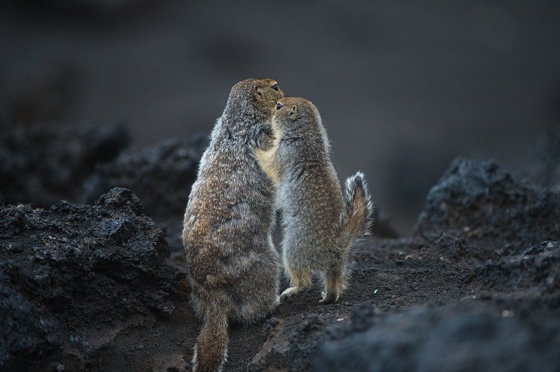 суслик, евражка, камчатка, россия, дикая природа, вулкан, nature, wildlife, kamchatka, russia, nikon Семейный разговорphoto preview
