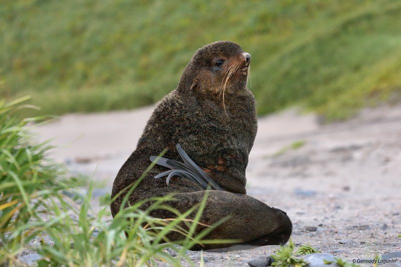 северный морской кот Пляжный сезон на острове Берингаphoto preview