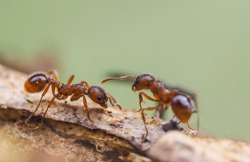 Встречаphoto preview