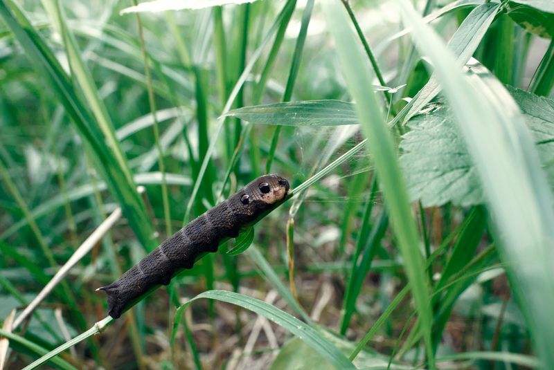 природа, лето Винный бражникphoto preview