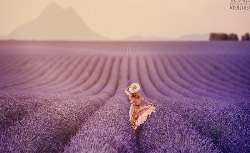 лаванда, лавандовыеполя, франция, прованс Светланаphoto preview