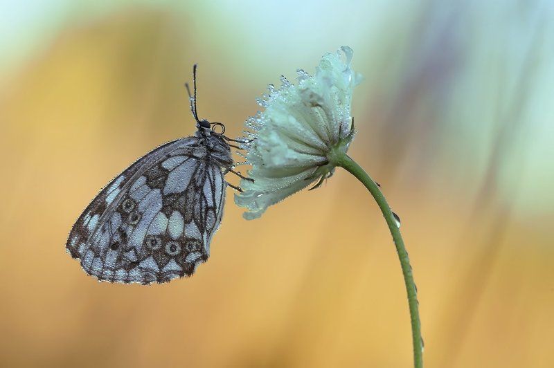 галатея, бабочка, макро ***photo preview
