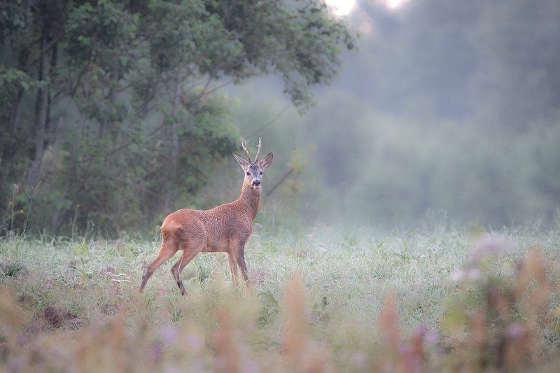 Гонецphoto preview