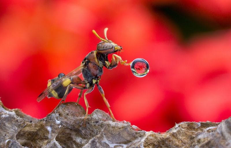 #macro#wasp#waterbubble#reflection#colors Wasp 170725Aphoto preview