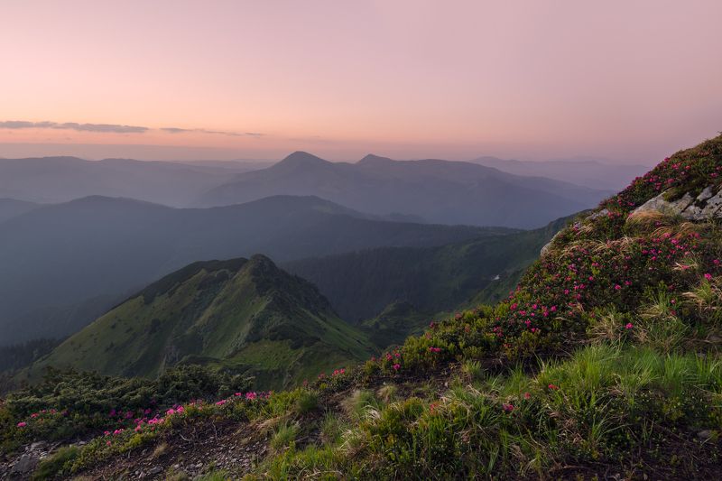 карпаты, мармаросы, гора фаркеу, рододендрон ***photo preview