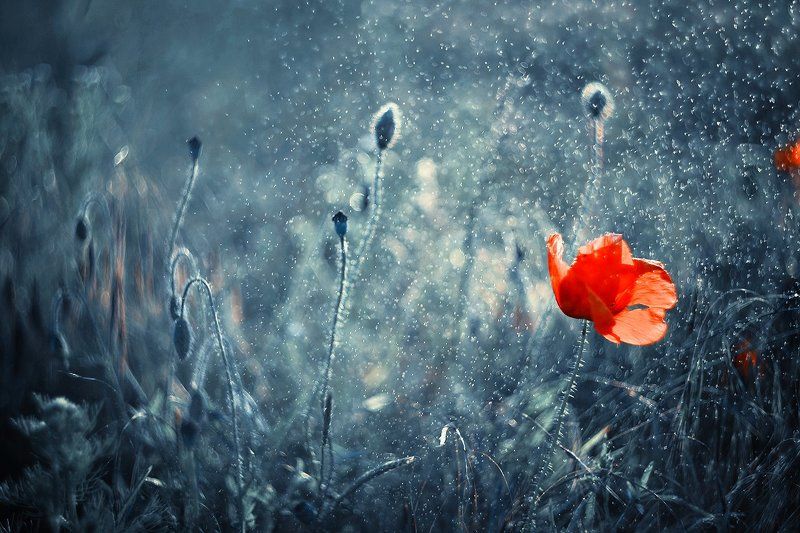 single, flower, poppy, seed, red, macro, bokeh, helios, 77m-4, blue, magic, mak Single poppyphoto preview