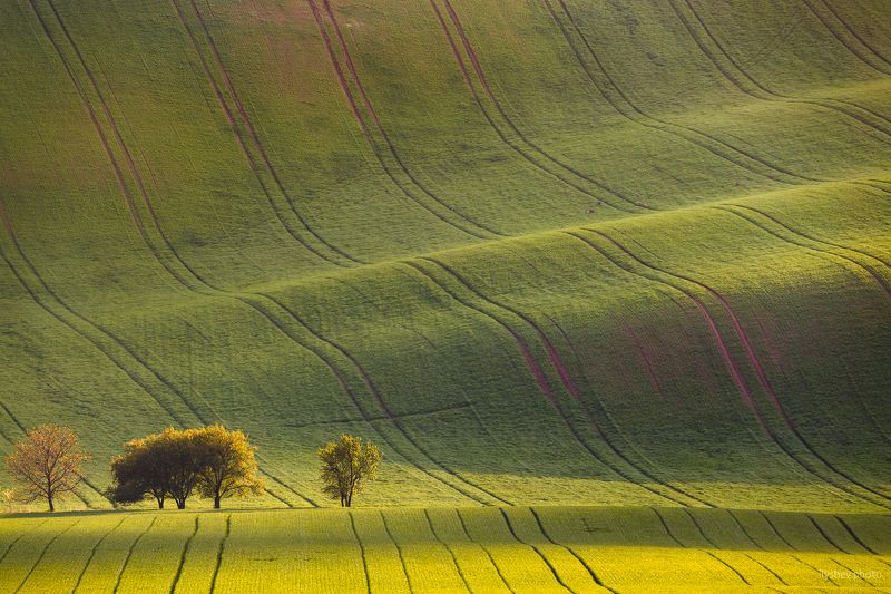 пейзаж, моравия, чехия, поля моравии, южная моравия,природа, деревья, свет, поля, волны волныphoto preview
