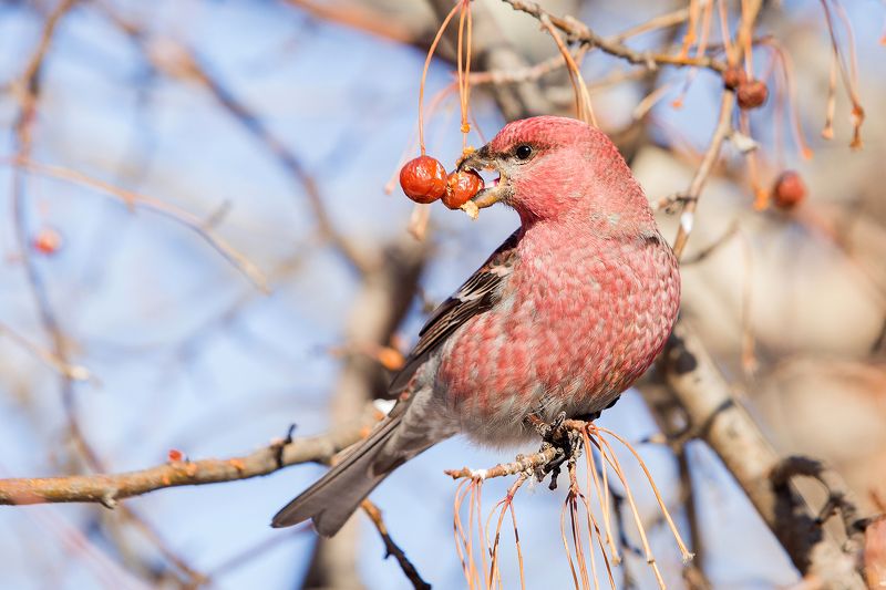 трапезаphoto preview