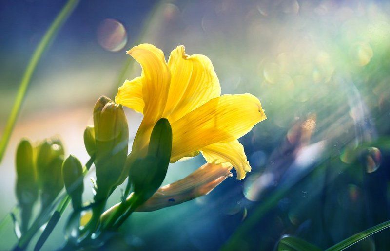 Несорванные лилии...photo preview