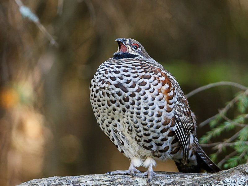 Portfoliophoto preview