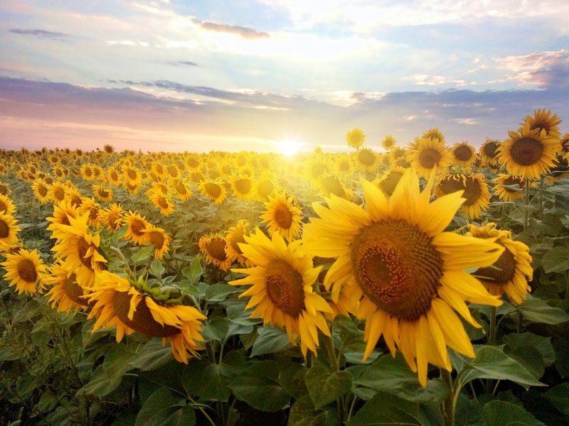 Солнце и подсолнухи...photo preview
