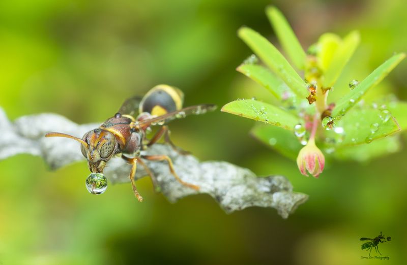 #macro#wasp#waterbubble#reflection#colors Wasp 170726Aphoto preview