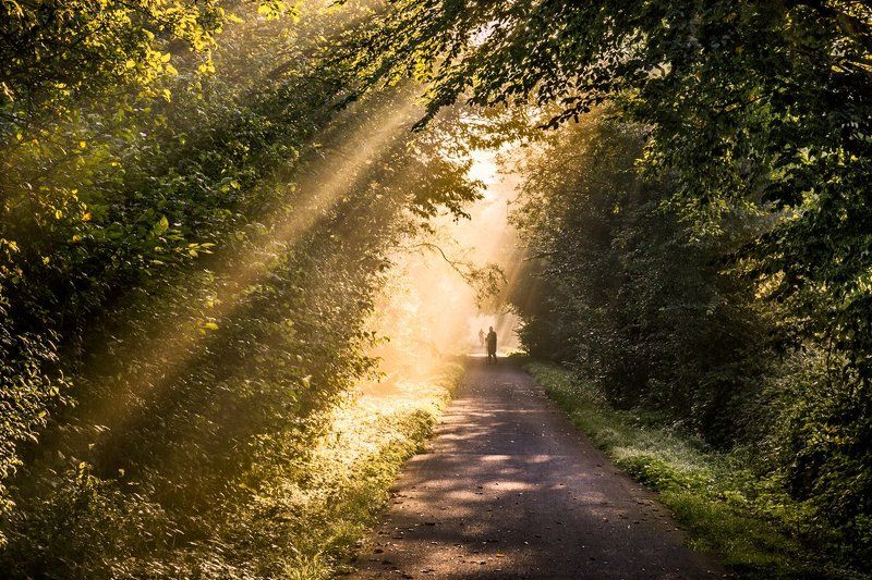 Golden morning.photo preview