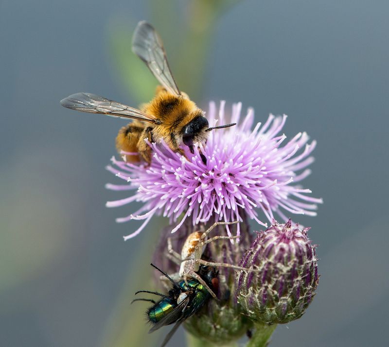 макро, пчела, цветок, паук, муха, жертва, выживание,  Обратная сторона жизниphoto preview