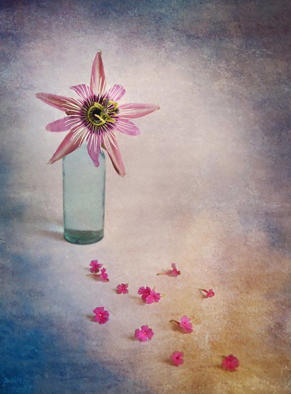 Passifloraphoto preview