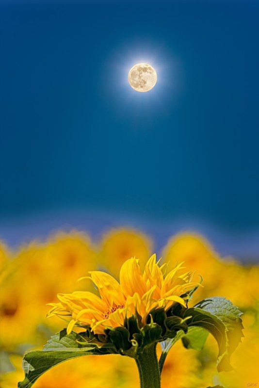 blue, color, colorful, colors, color image, collage, flower, glow, image, moon, nature, natural light, photo collage, photography, sunflower, yellow, Sunflower Talking to the Moonphoto preview