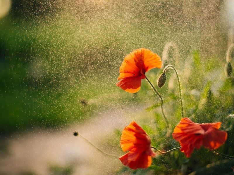 маки, цветы, утро, лето Доброе утро!photo preview