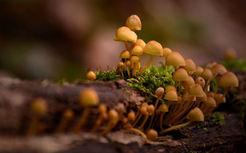 грибы, мох, россия, татарстан, макро, дерево, природа Лесные жителиphoto preview