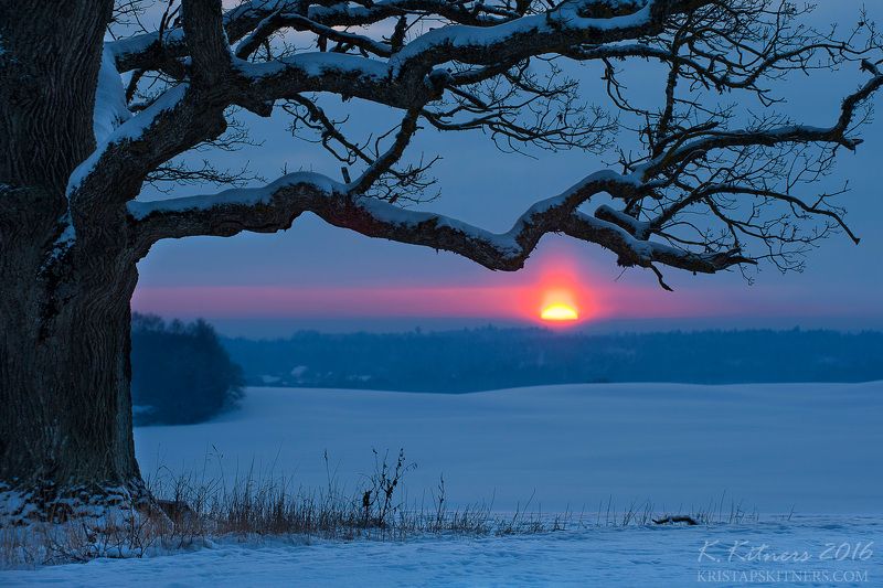 snow oak tree blue white winter sky clouds latvia landscape field sun sunset cold The Old Oak In Winter Eveningphoto preview