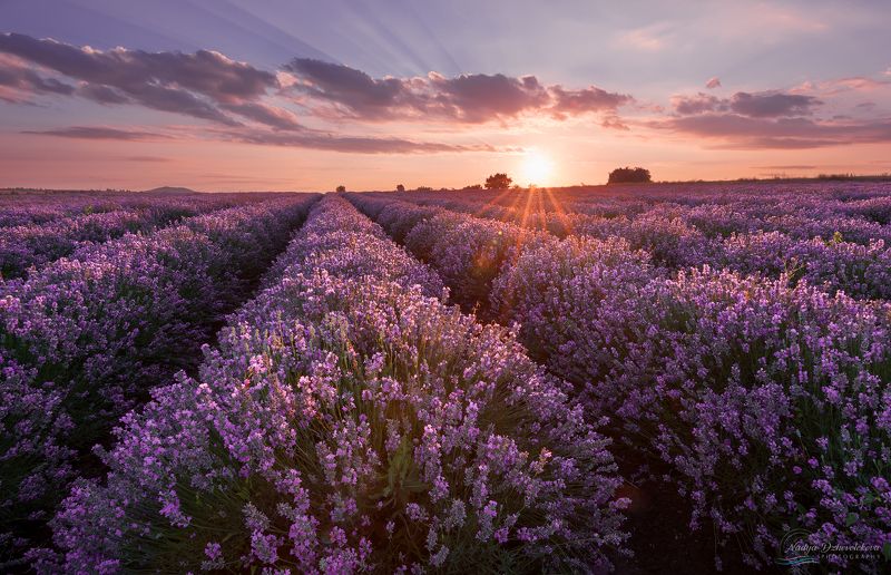 lavender, field, sunset, sun, clouds, sky ***photo preview