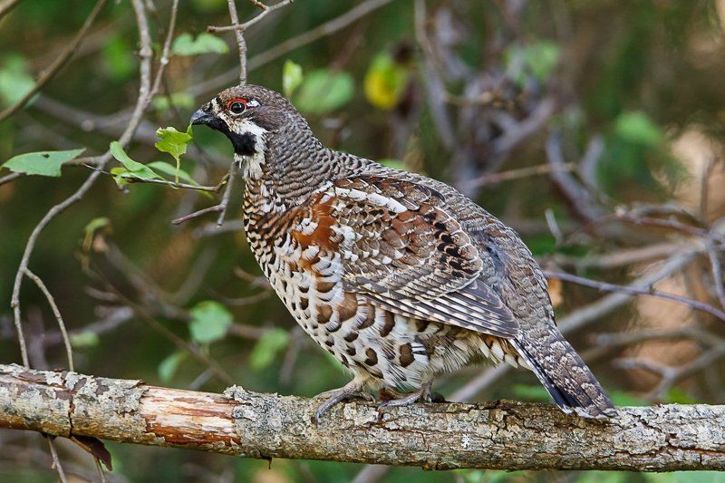 рябчик Дегустаторphoto preview