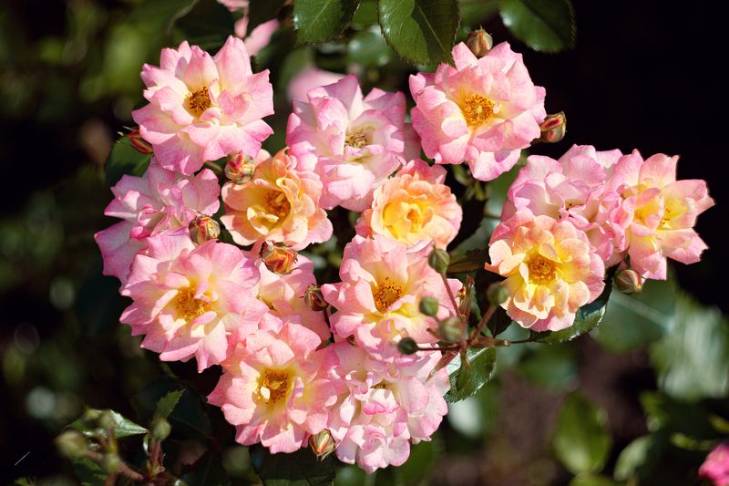 розы Розы Троице Сергиевой лавры.photo preview