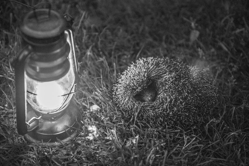 Ёжик в туманеphoto preview