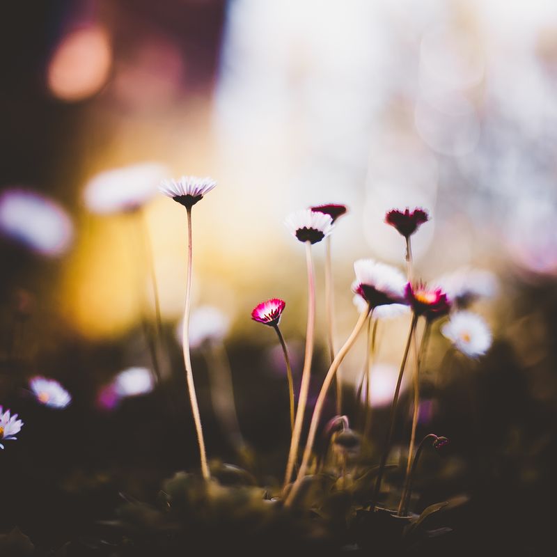 ботаника, макро, цветы Ботанический садphoto preview