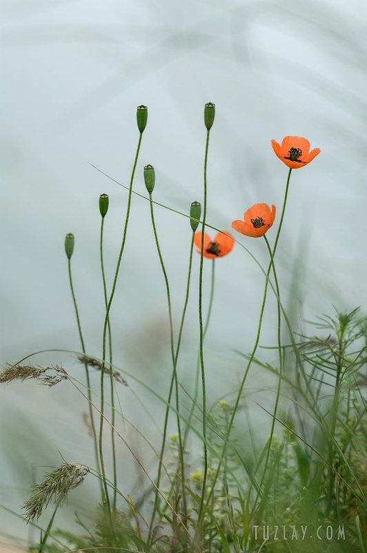 Про скоротечность красотыphoto preview