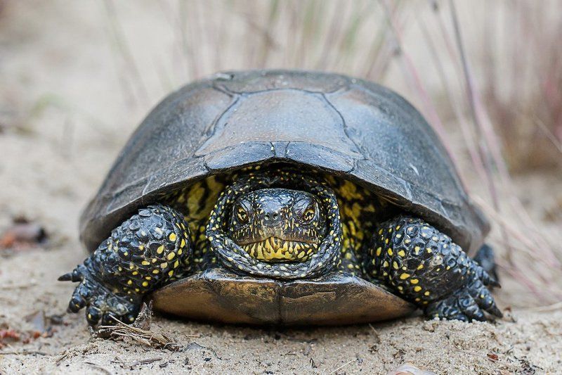 черепаха Болотная черепахаphoto preview