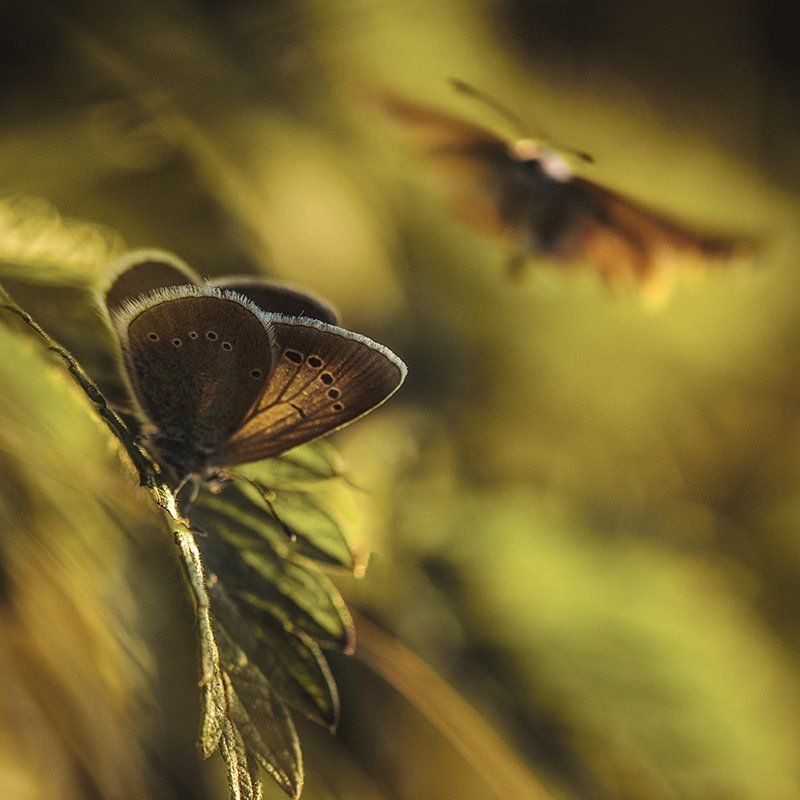 Самба рыжего мотылькаphoto preview