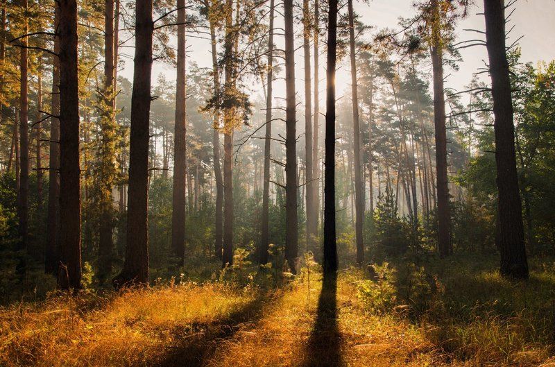 Утро в лесуphoto preview