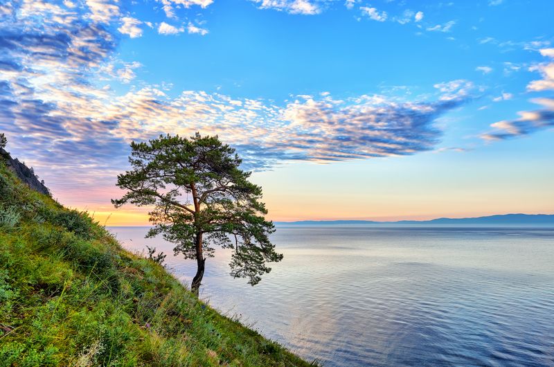 Одинокая соснаphoto preview