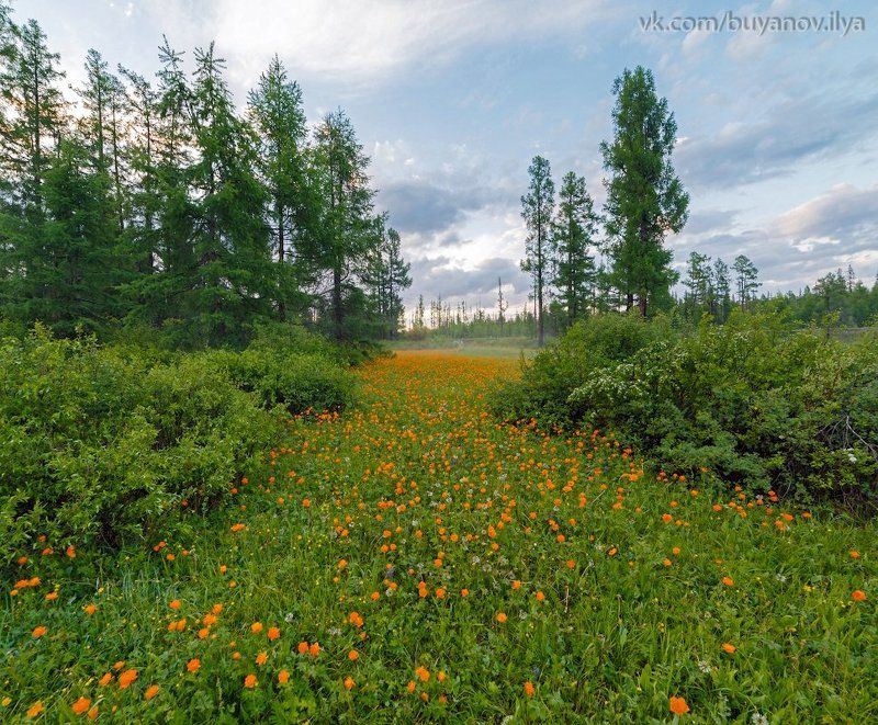 Июнь, Прибайкалье. фото превью