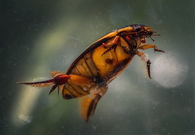 Похищение луныphoto preview