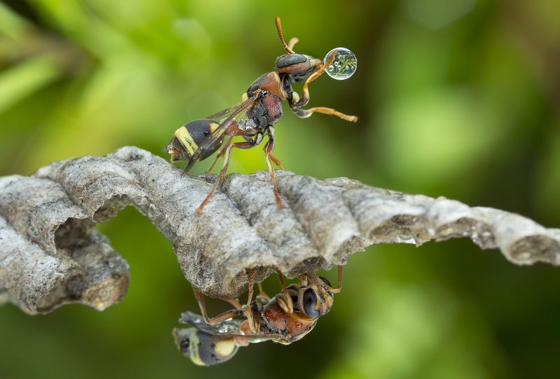 #macro#wasp#waterbubble#reflection#colorss Wasps 170801Aphoto preview