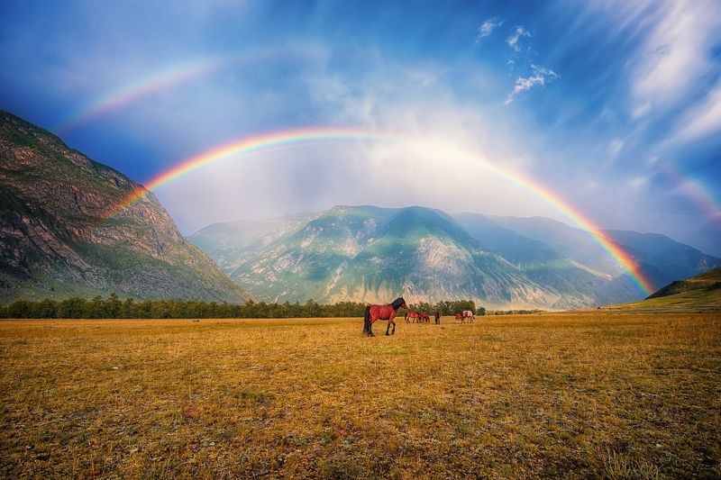 алтай, чулышман Радужные лошадиphoto preview