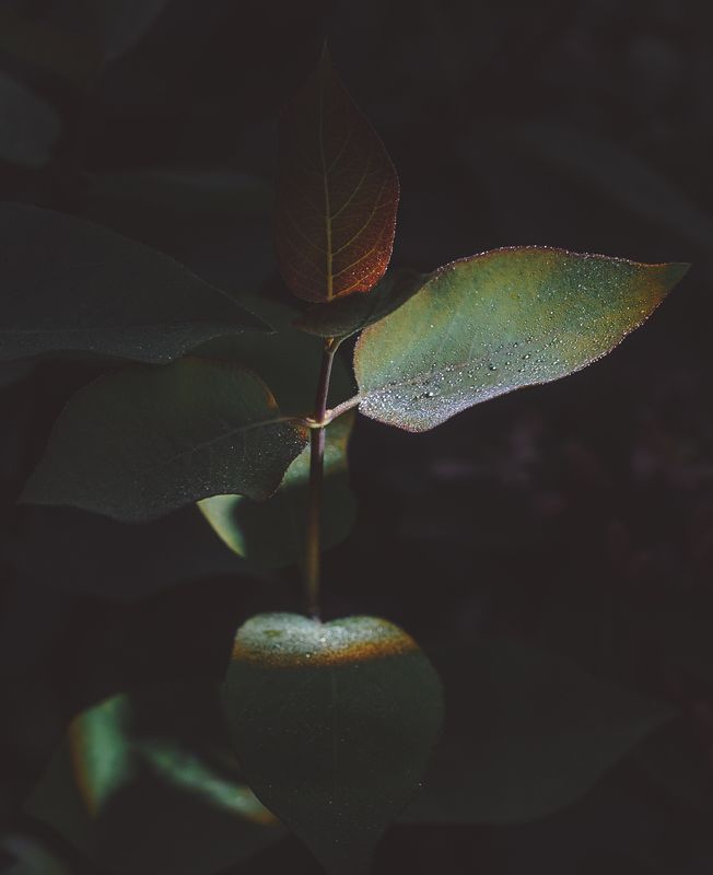 природа, nature morning\'s dropsphoto preview