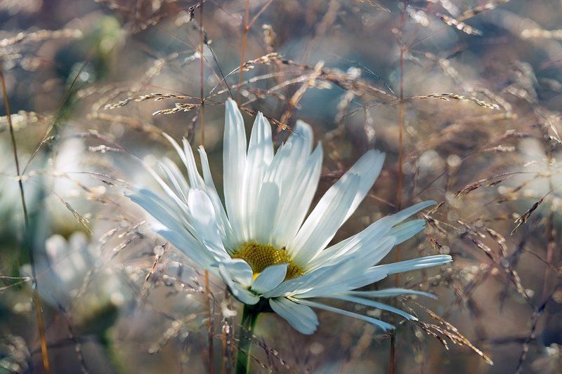 лето, ромашки, солнце, белый цветок Простушкаphoto preview